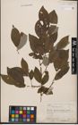 Foto von Salix caprea L.